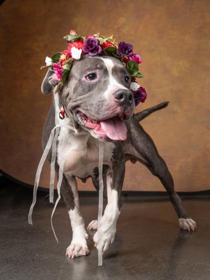 Enlarge Beauty, a Adoptable Mixed Breed in Atlanta, GA image 2/3