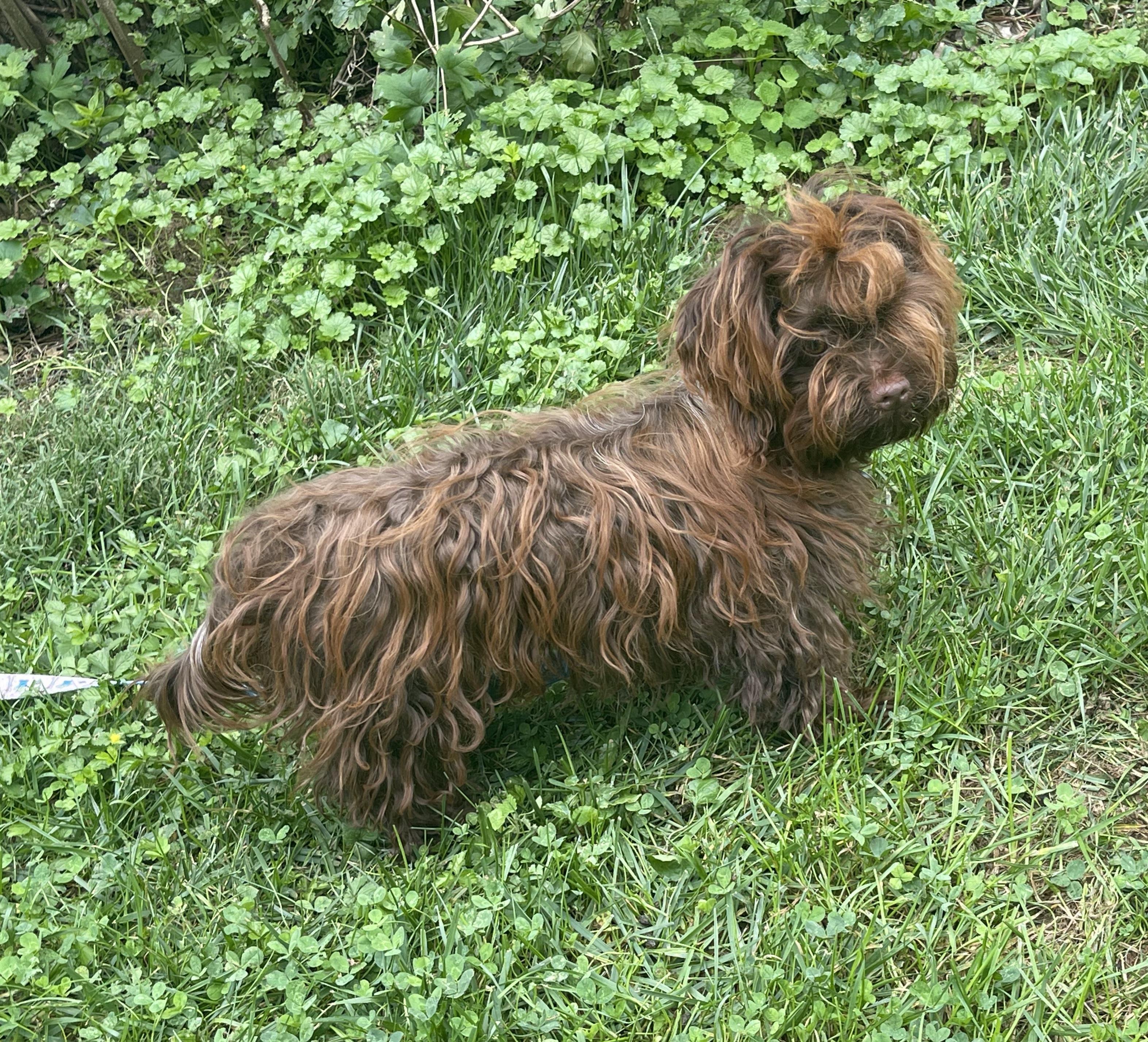 Enlarge Clara, a Adopted Russian Toy Dog in Clarksburg, MD image 4/5