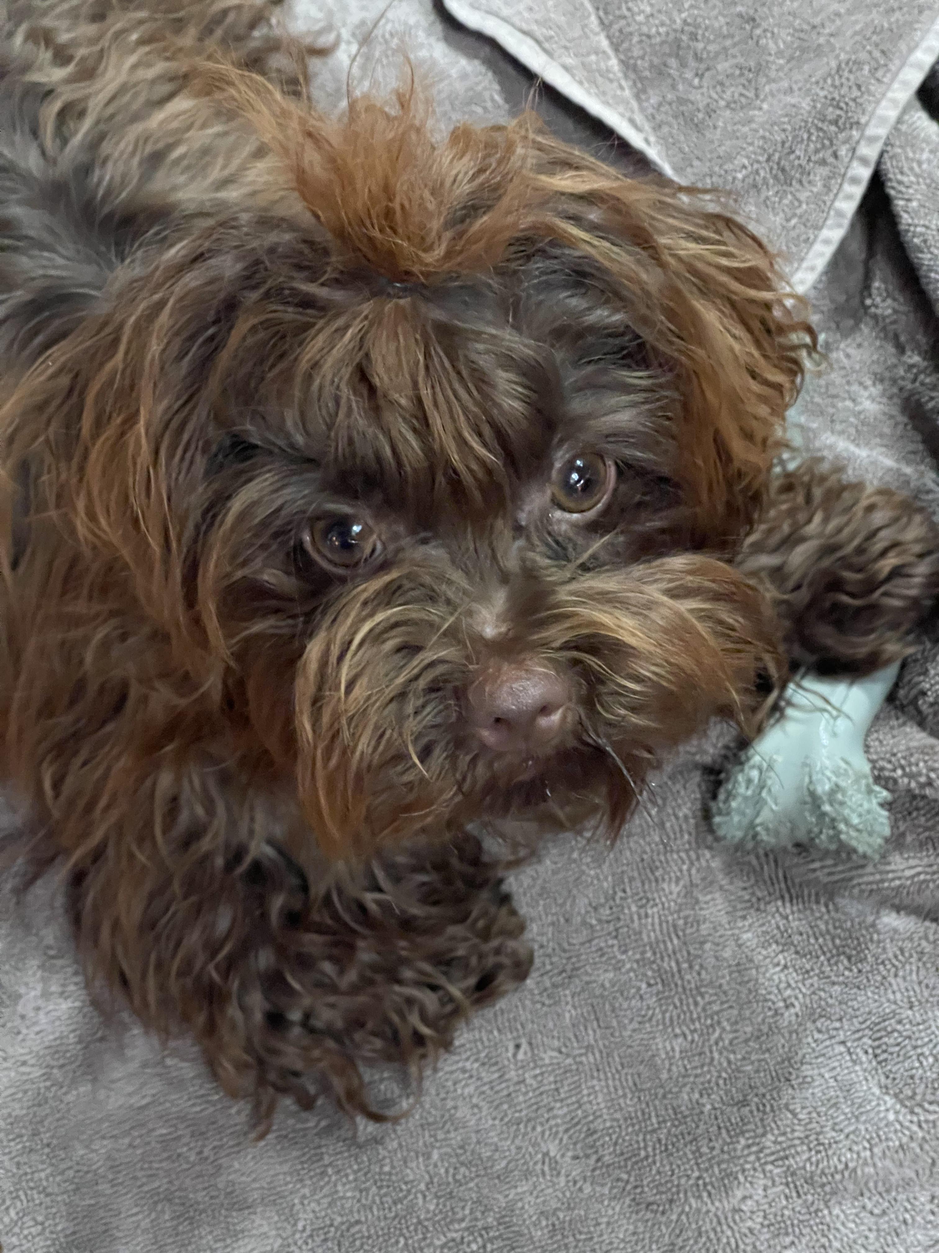 Enlarge Clara, a Adopted Russian Toy Dog in Clarksburg, MD image 2/5