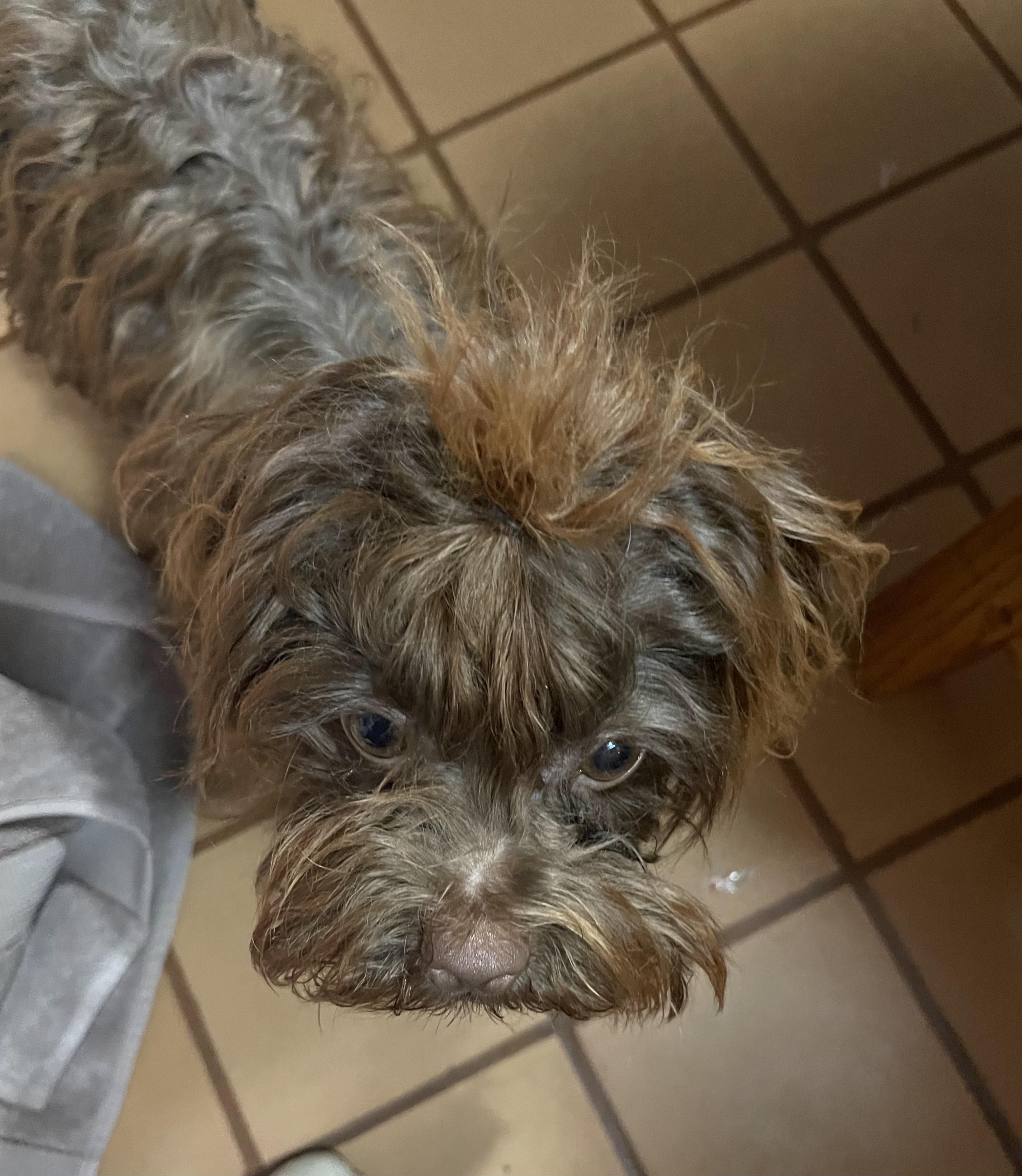Enlarge Clara, a Adopted Russian Toy Dog in Clarksburg, MD image 3/5