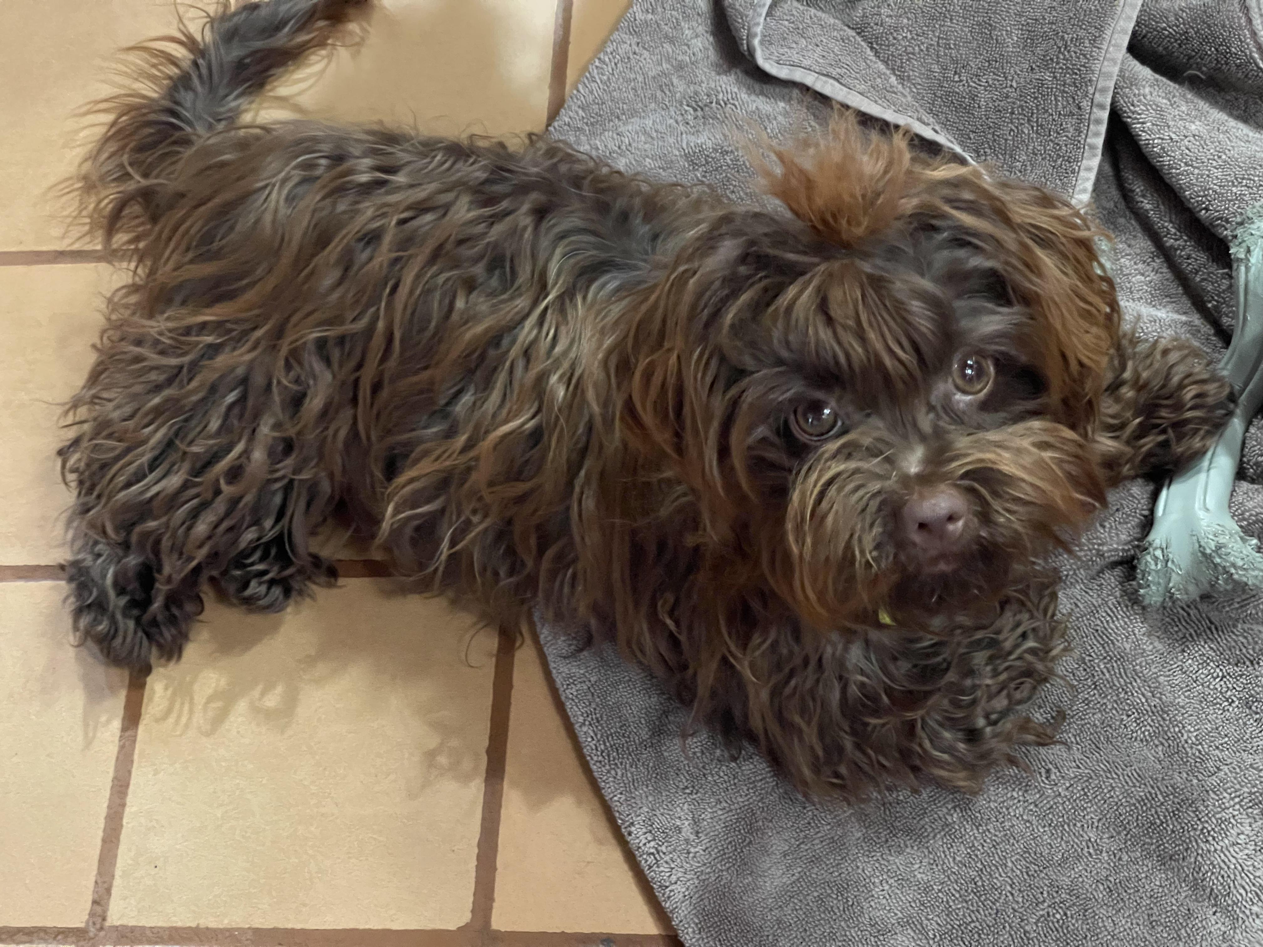 Clara, Adopted, Puppy Female Russian Toy Dog.