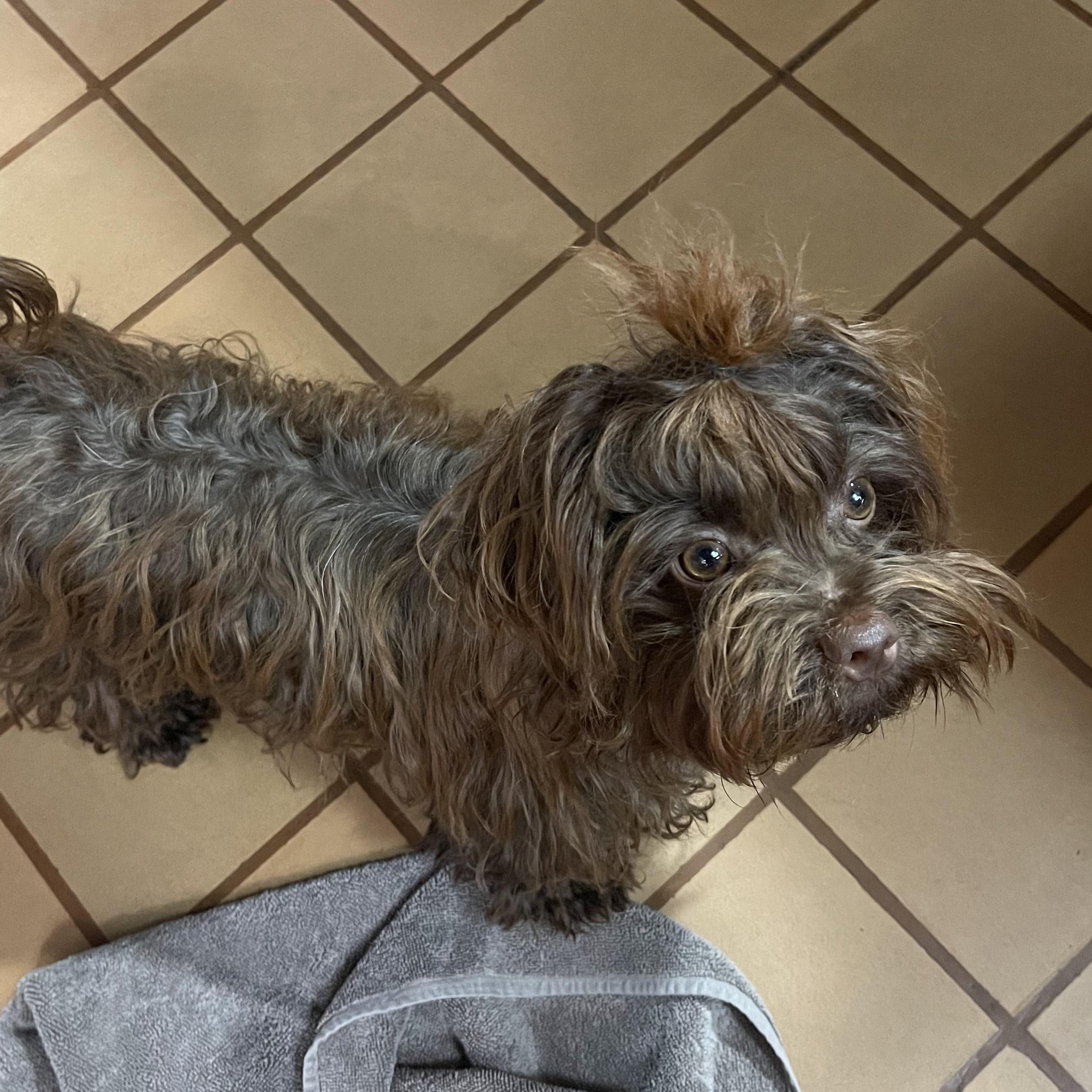 Enlarge Clara, a Adopted Russian Toy Dog in Clarksburg, MD image 5/5