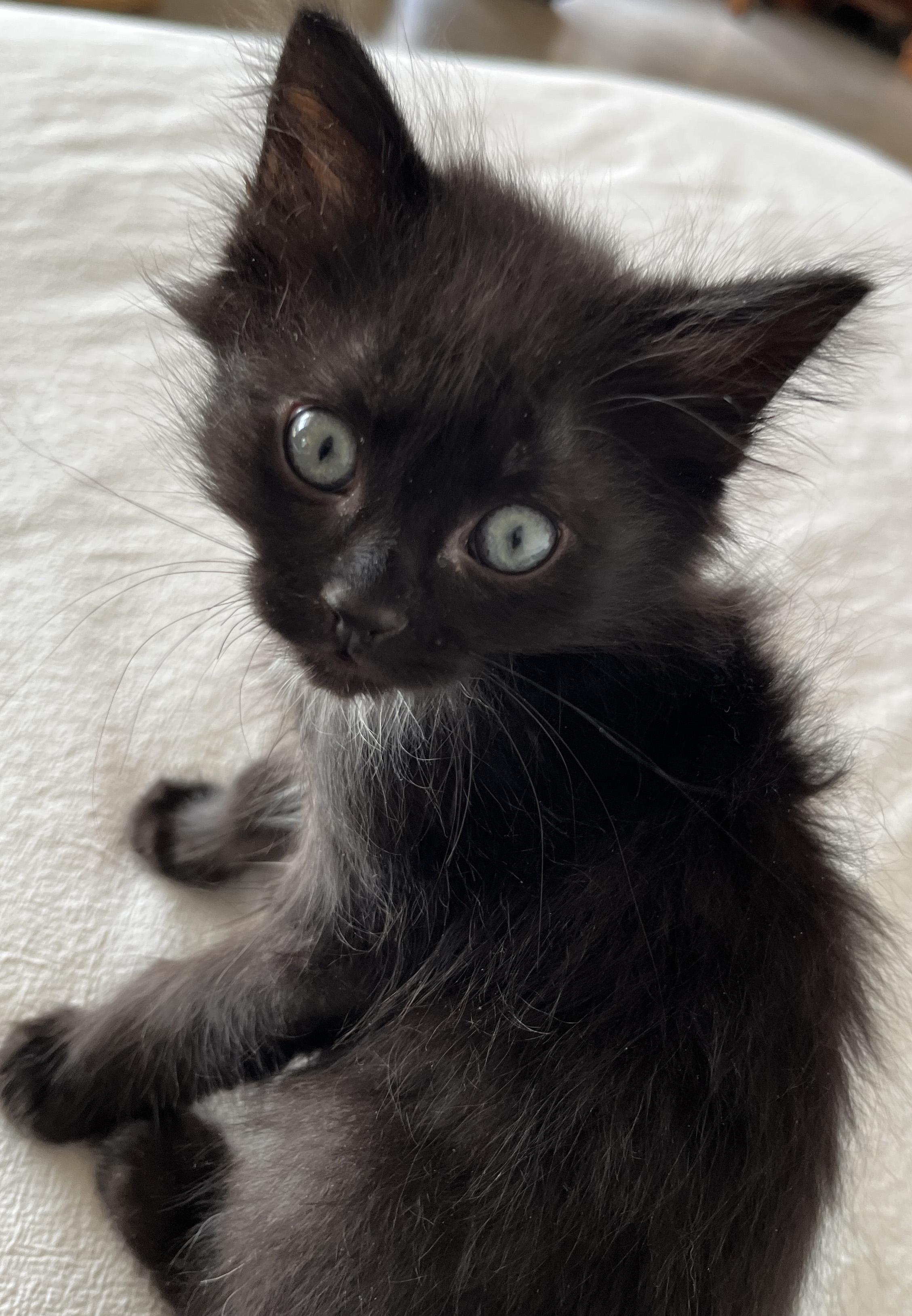 Jett, an adopted mixed breed in Tigard, OR image 1/2