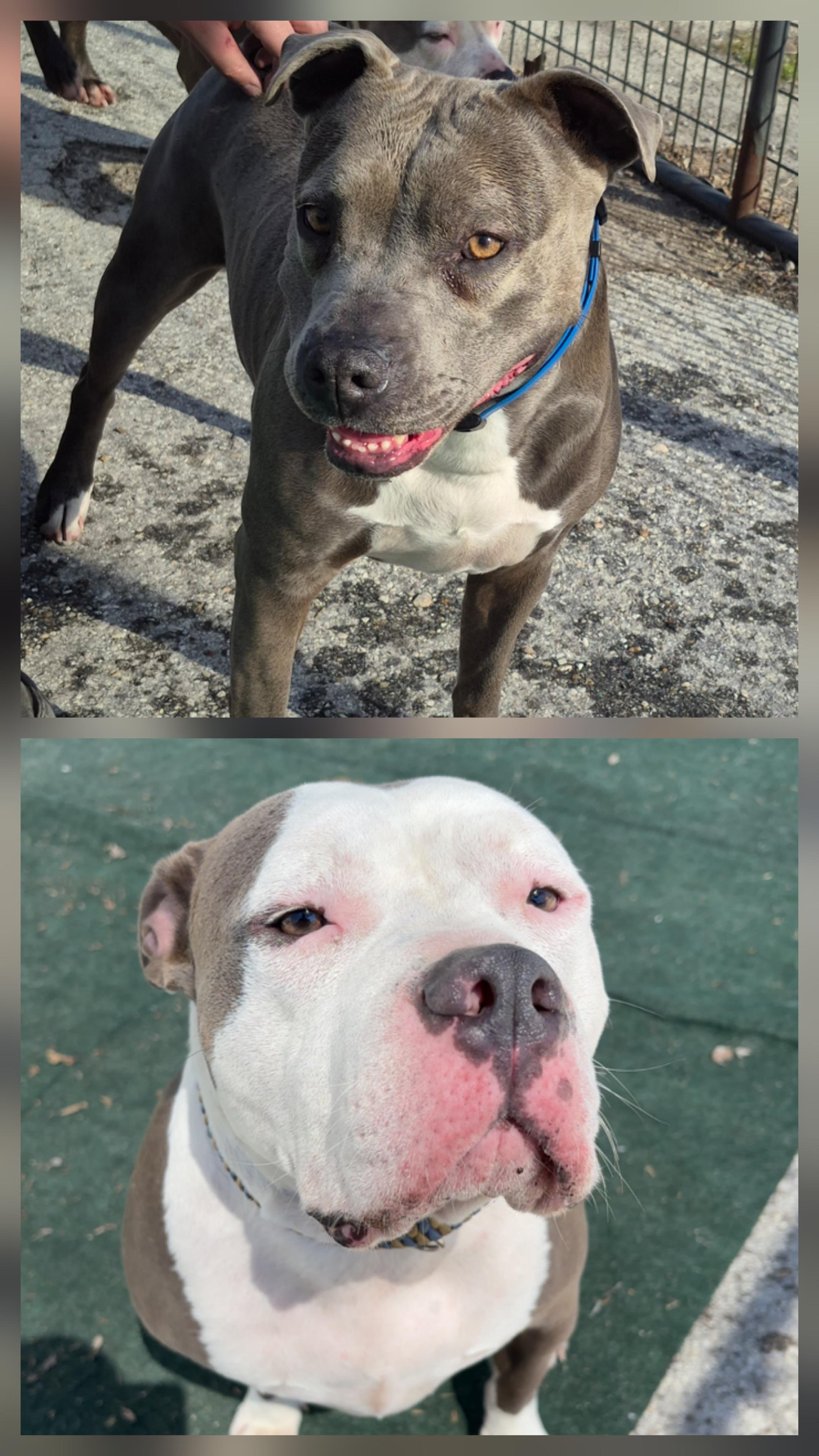 BONDED PAIR, ADOPTABLE, Adult Male American Bully.