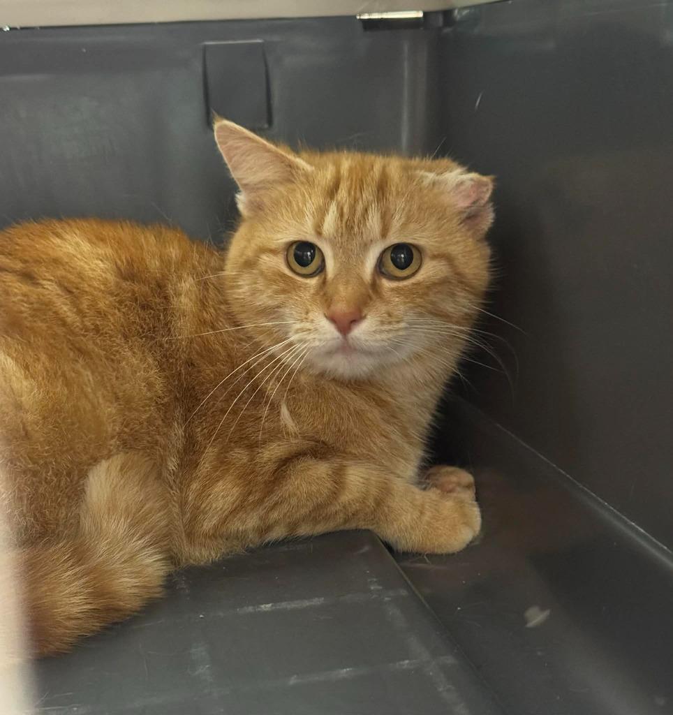 Enlarge Turtle, a Adoptable mixed breed in Marion, OH image 1/1