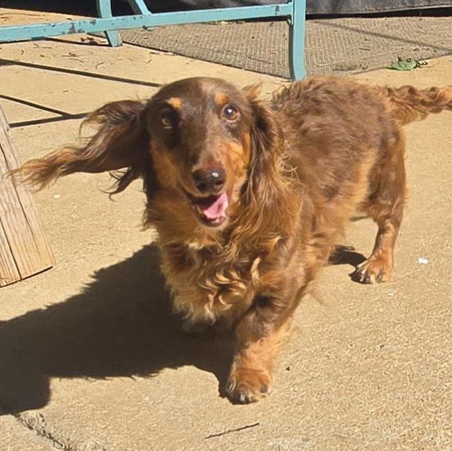 MARSHALL, a Adoptable Miniature Dachshund in Athens, AL image 4/5