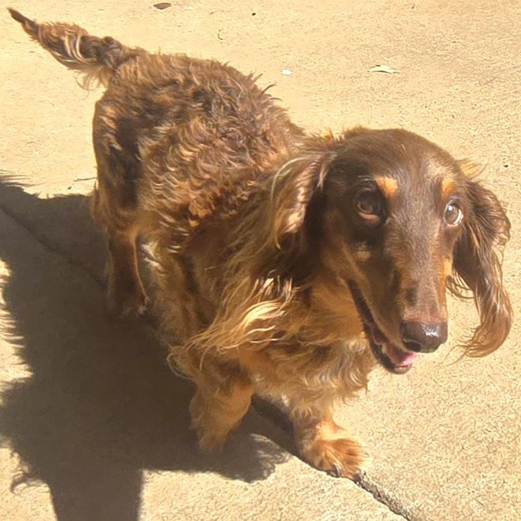 MARSHALL, a Adoptable Miniature Dachshund in Athens, AL image 3/5