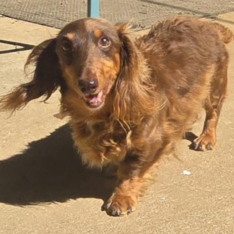 MARSHALL, Adoptable, Adult Male Miniature Dachshund.