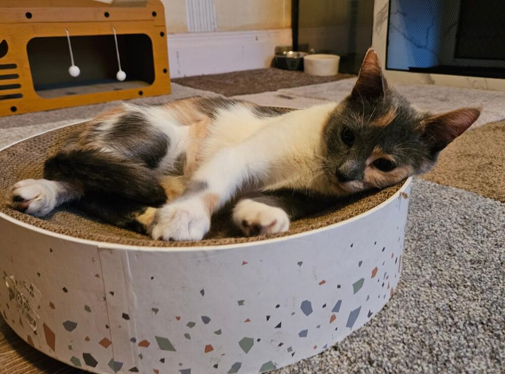 Enlarge Jellybean , a ADOPTABLE Domestic Short Hair in China Township, MI image 3/3