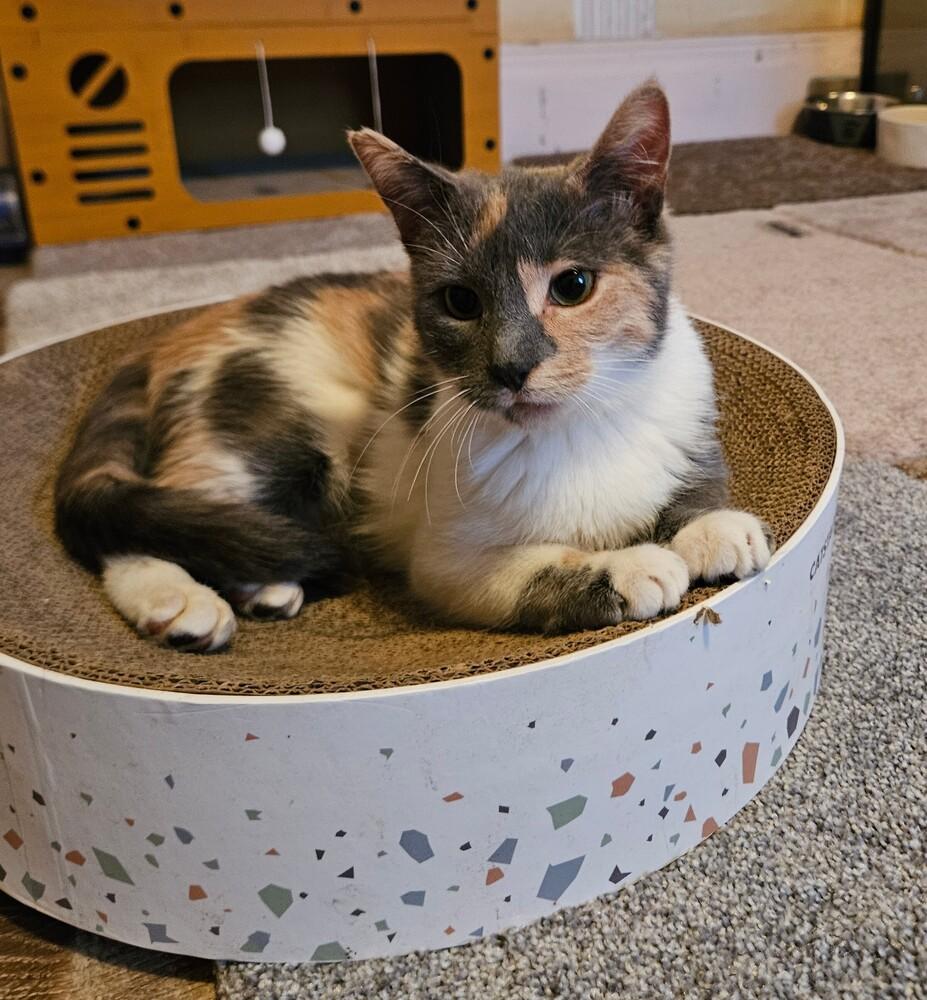 Enlarge Jellybean , a ADOPTABLE Domestic Short Hair in China Township, MI image 2/3