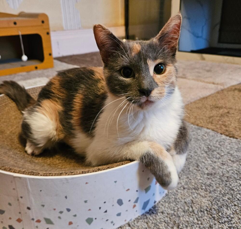 Enlarge Jellybean , a ADOPTABLE Domestic Short Hair in China Township, MI image 1/3