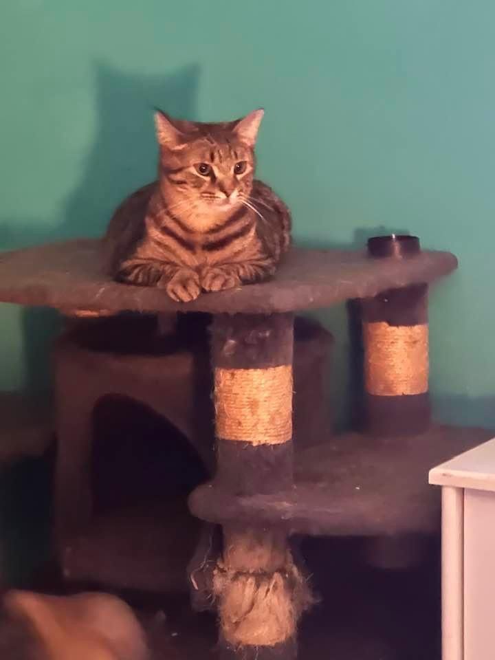 Pollux, Adopted, Young Female Tabby.