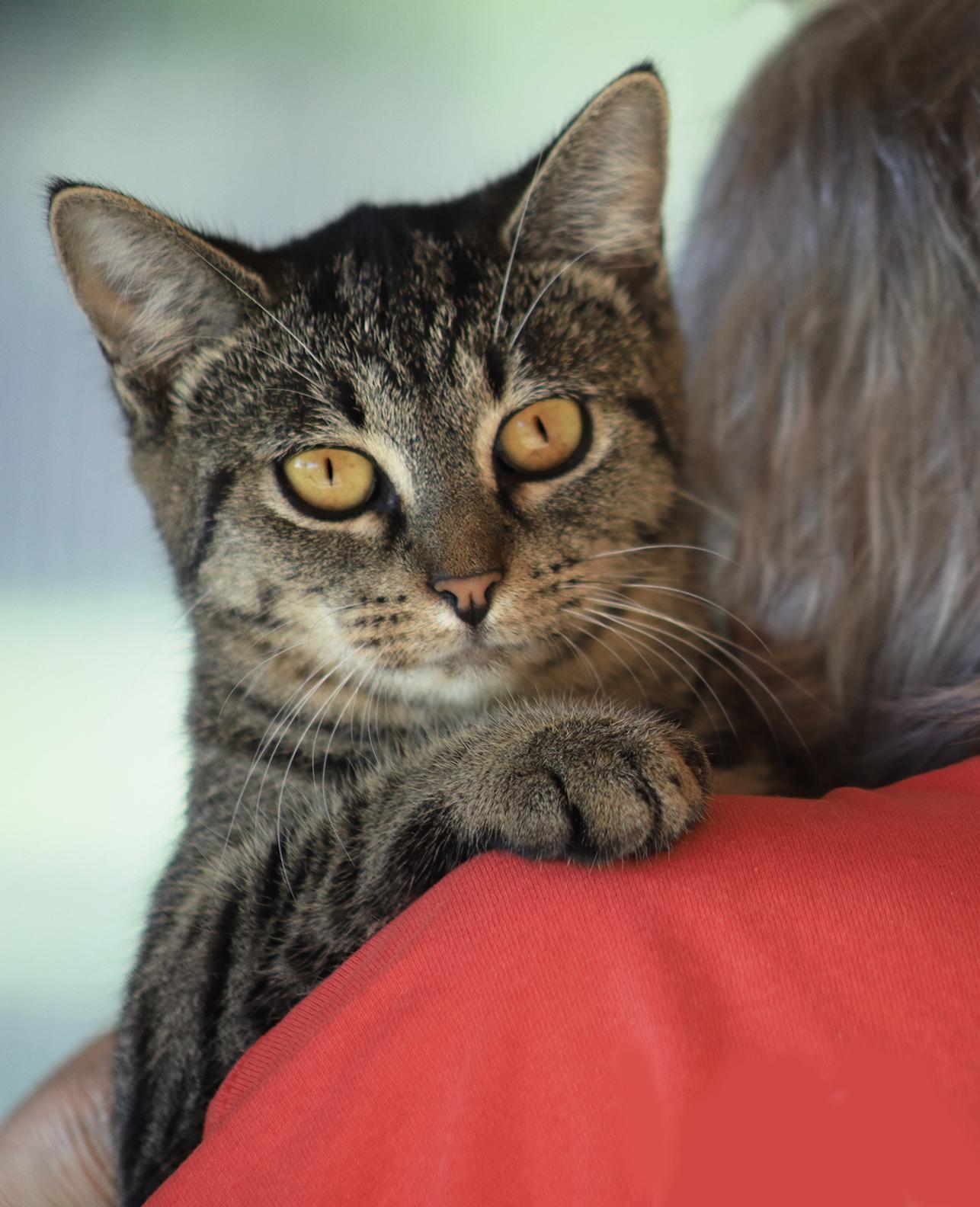 Enlarge Firefly, a Adopted Domestic Short Hair in North Fort Myers, FL image 1/3