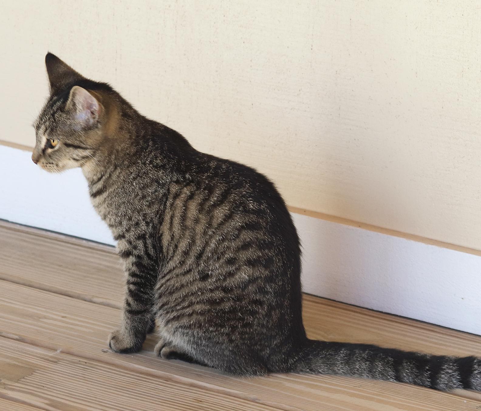 Enlarge Firefly, a Adopted Domestic Short Hair in North Fort Myers, FL image 3/3