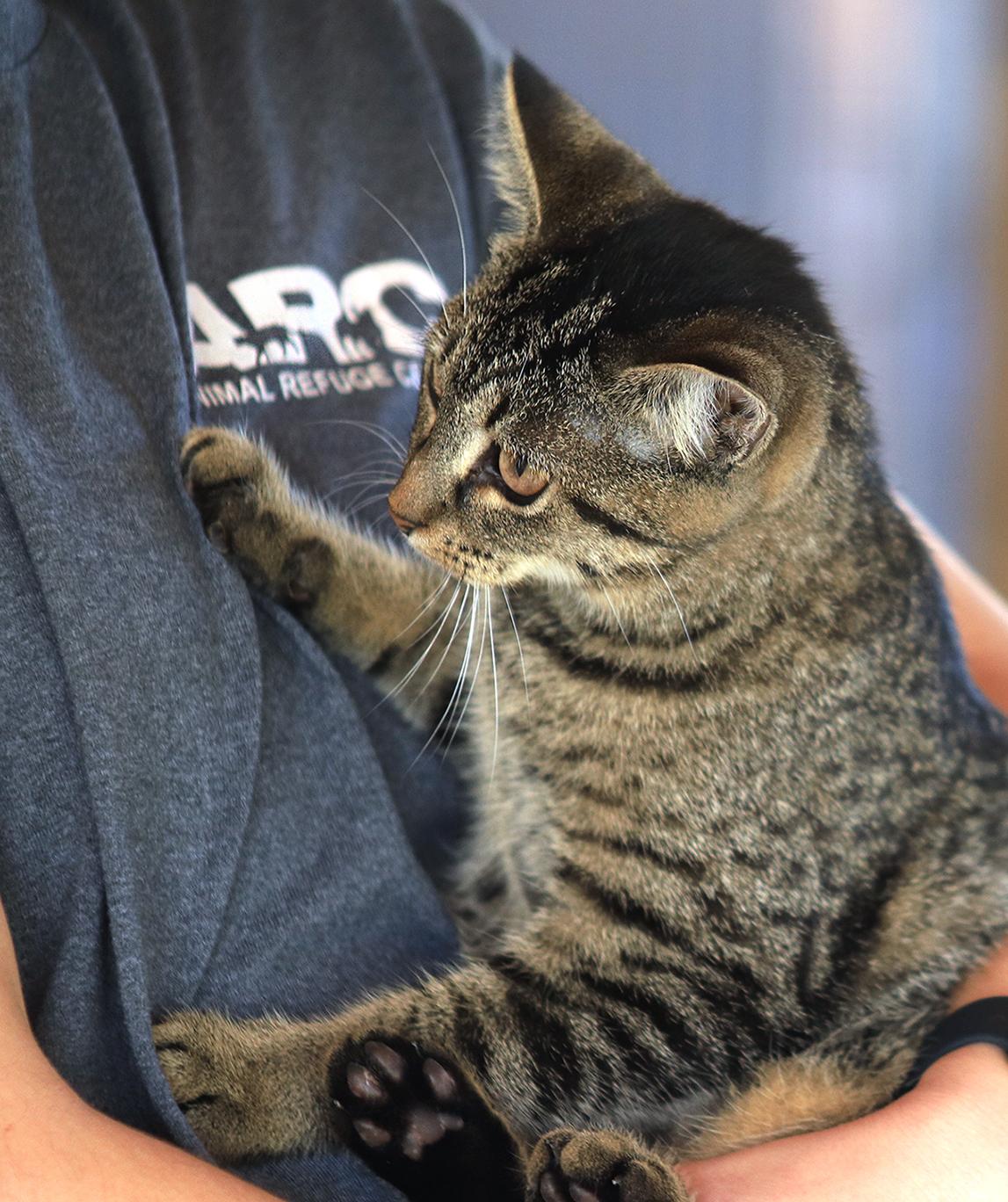 Enlarge Firefly, a Adopted Domestic Short Hair in North Fort Myers, FL image 2/3