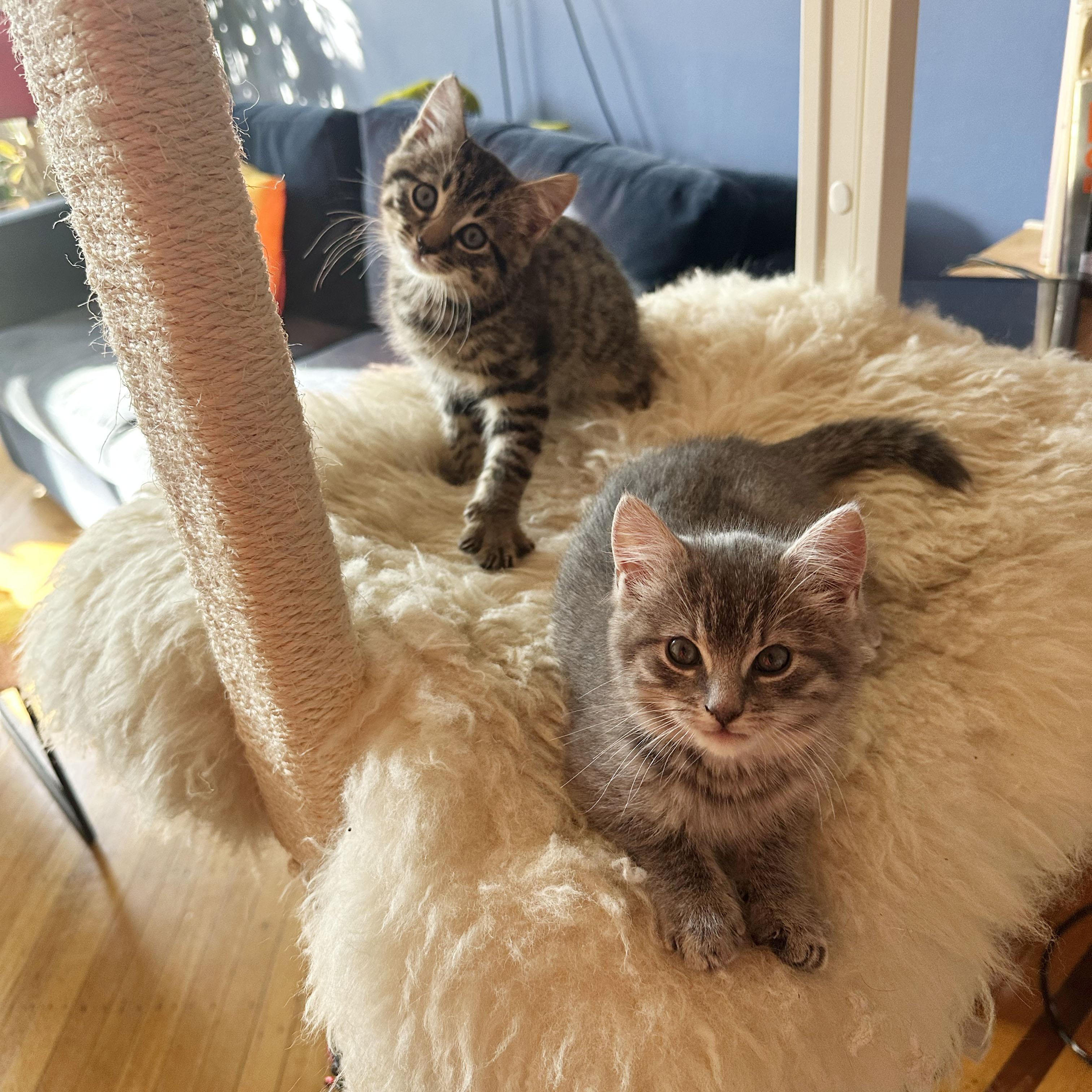 Toast + Tartine, an adopted Domestic Short Hair in BROOKLYN, NY image 4/6