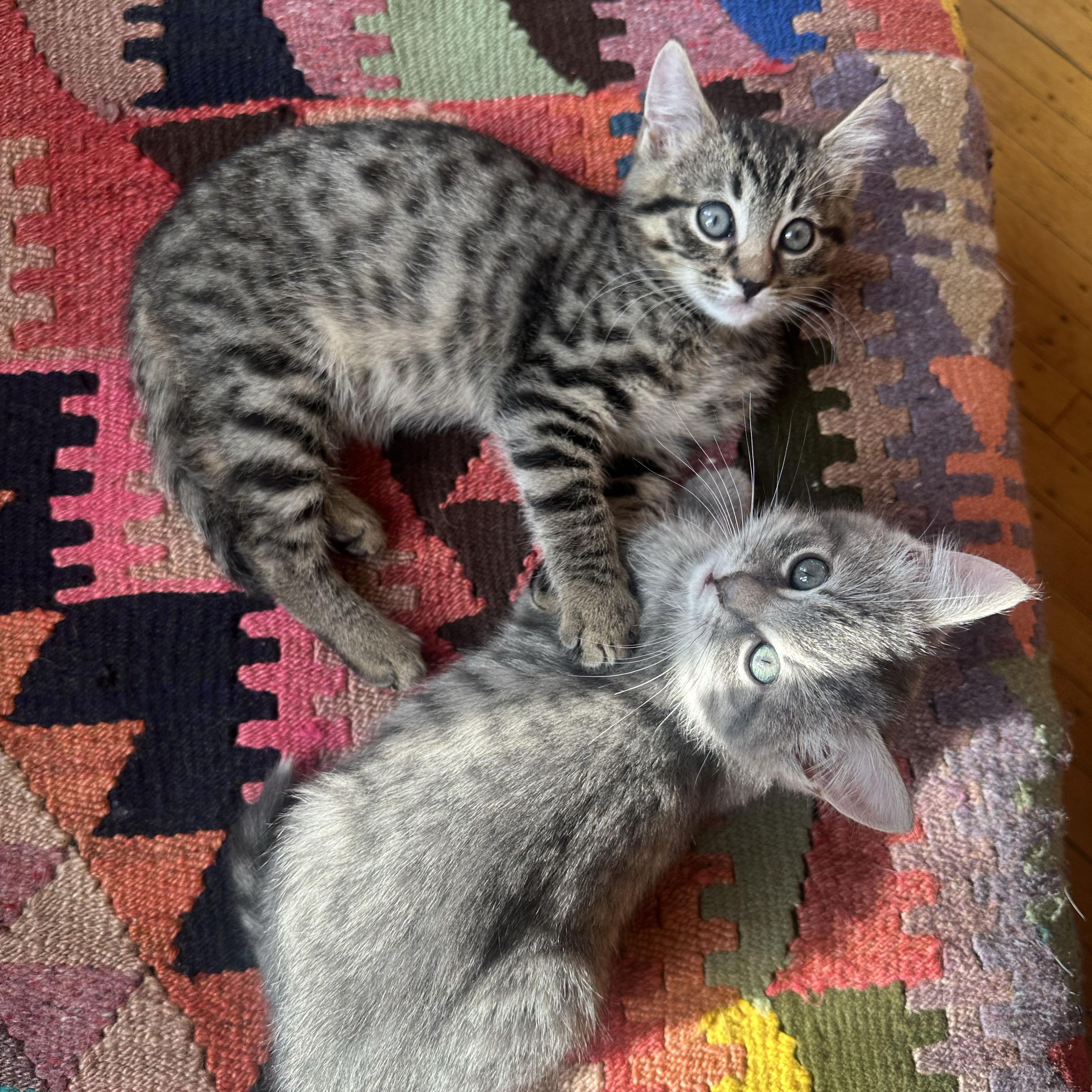 Toast + Tartine, an adopted Domestic Short Hair in BROOKLYN, NY image 2/6