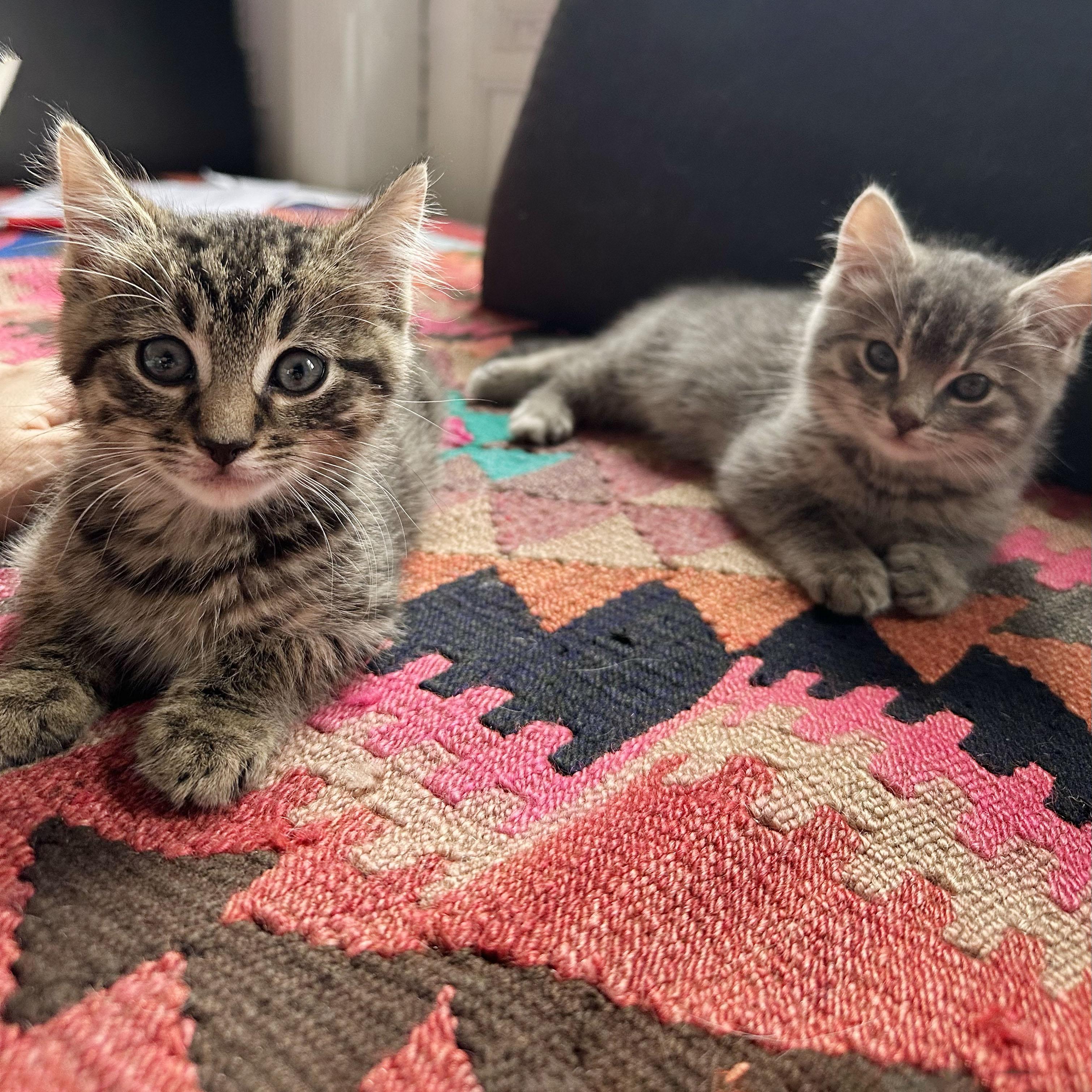 Toast + Tartine, ADOPTABLE, Kitten Male Domestic Short Hair.