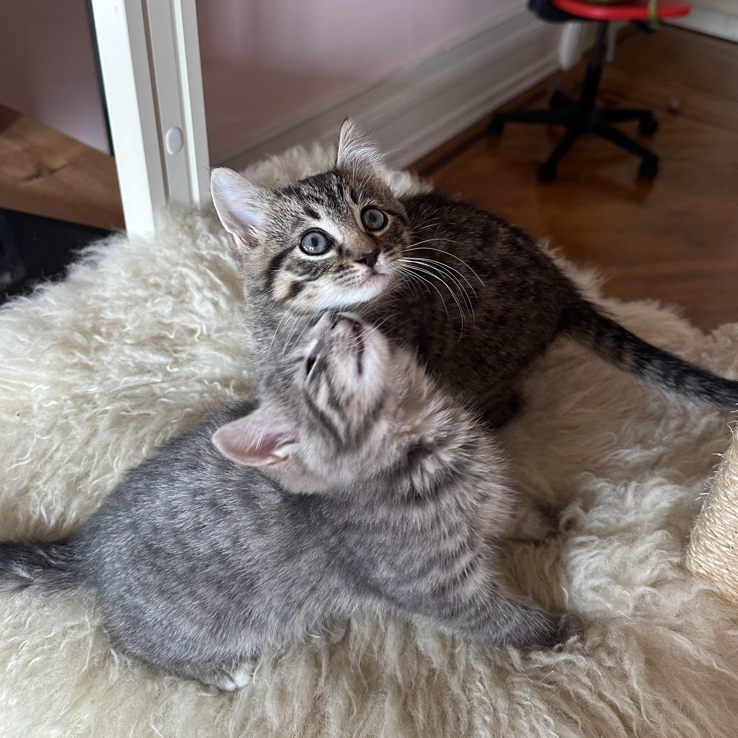 Toast + Tartine, an adopted Domestic Short Hair in BROOKLYN, NY image 5/6