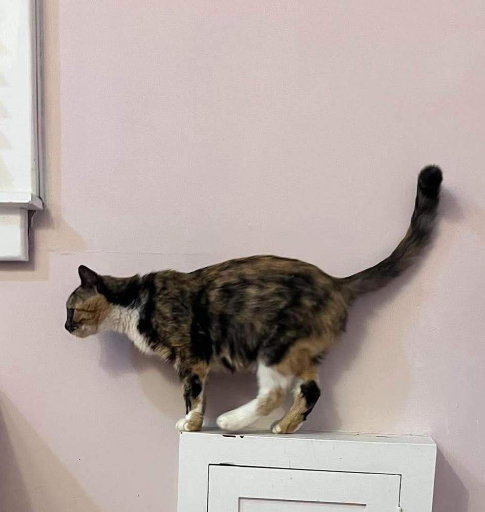 Enlarge Matilda, a Adoptable Domestic Short Hair in Emporia, KS image 3/5