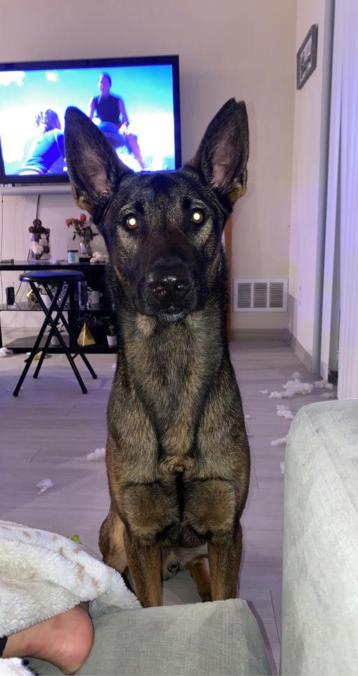 Enlarge Beau, a Adoptable Belgian Shepherd / Malinois in Parrish, FL image 1/5