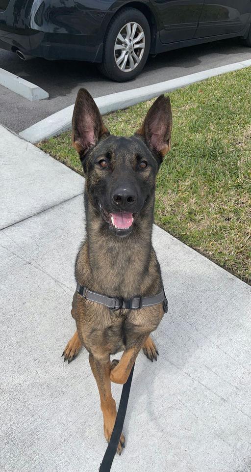 Enlarge Beau, a Adoptable Belgian Shepherd / Malinois in Parrish, FL image 2/5