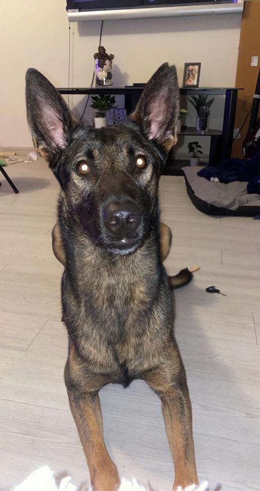 Enlarge Beau, a Adoptable Belgian Shepherd / Malinois in Parrish, FL image 3/5