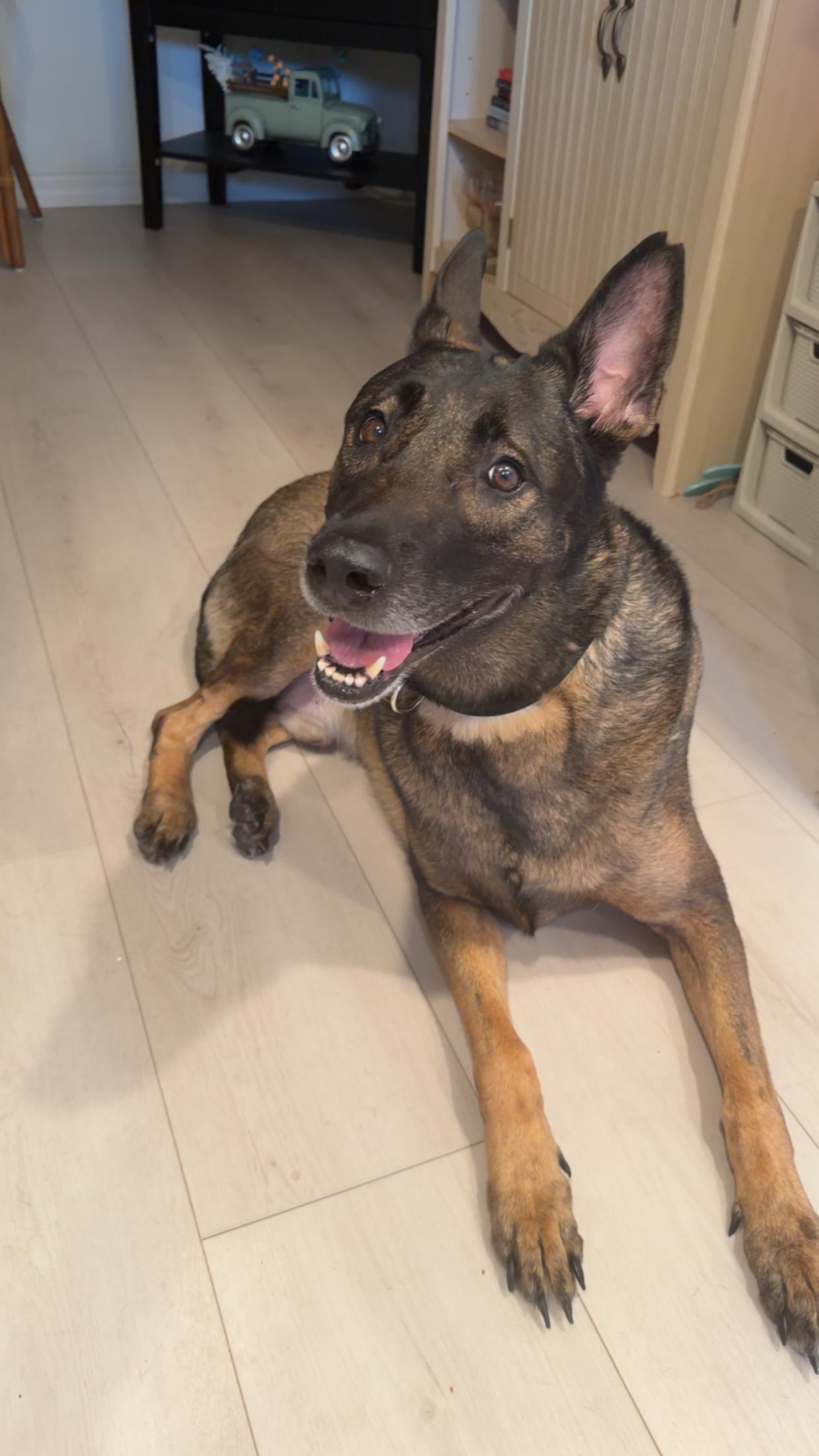 Enlarge Beau, a Adopted Belgian Shepherd / Malinois in Parrish, FL image 4/6