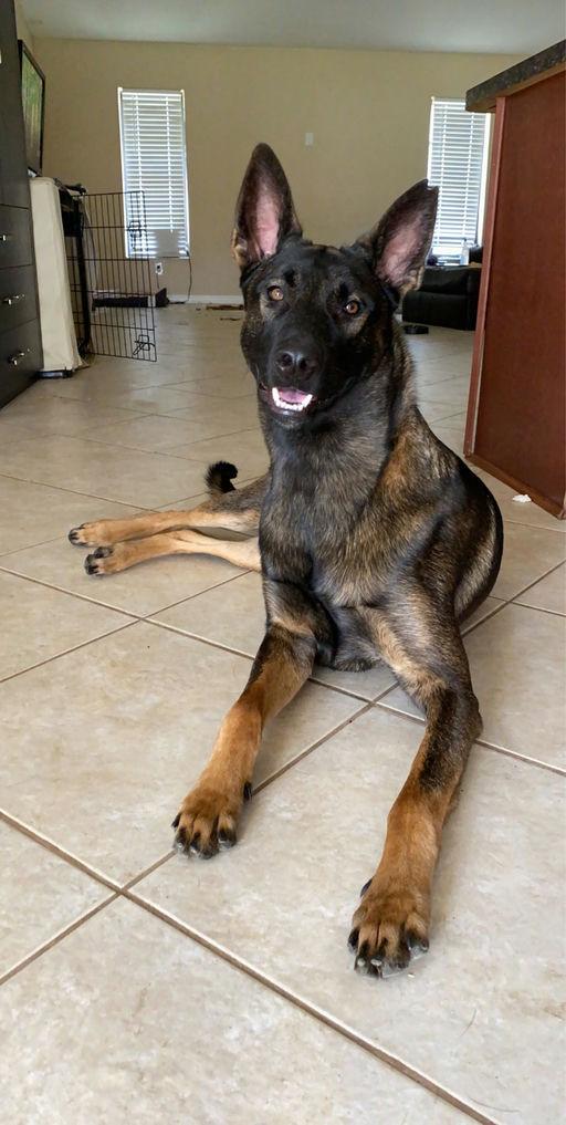 Enlarge Beau, a Adoptable Belgian Shepherd / Malinois in Parrish, FL image 4/5