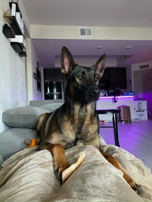 Enlarge Beau, a Adoptable Belgian Shepherd / Malinois in Parrish, FL image 5/5