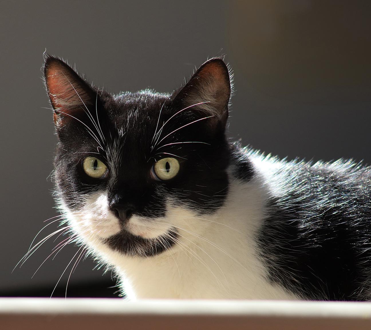 Moon Pie, Adult Male unknown