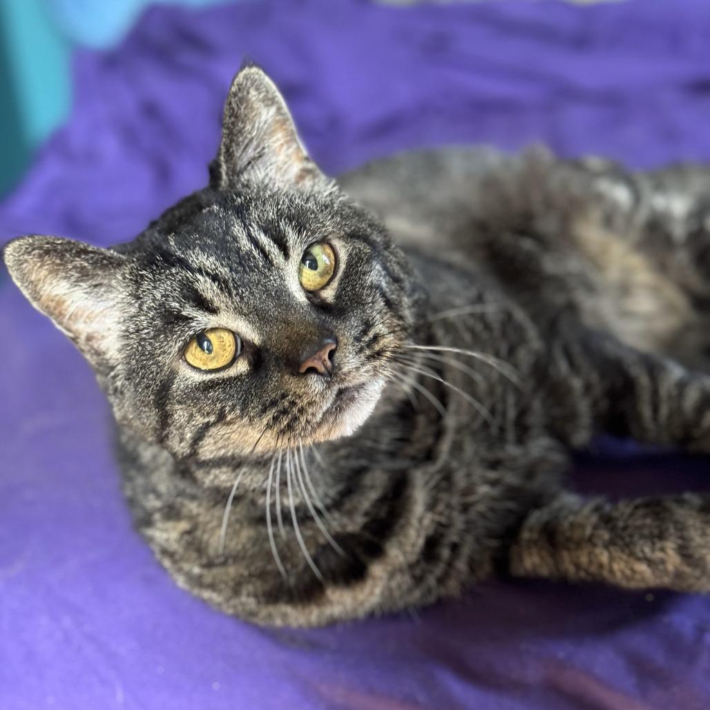 Enlarge Wanda, a Adoptable Domestic Short Hair in Gibsonia, PA image 1/6