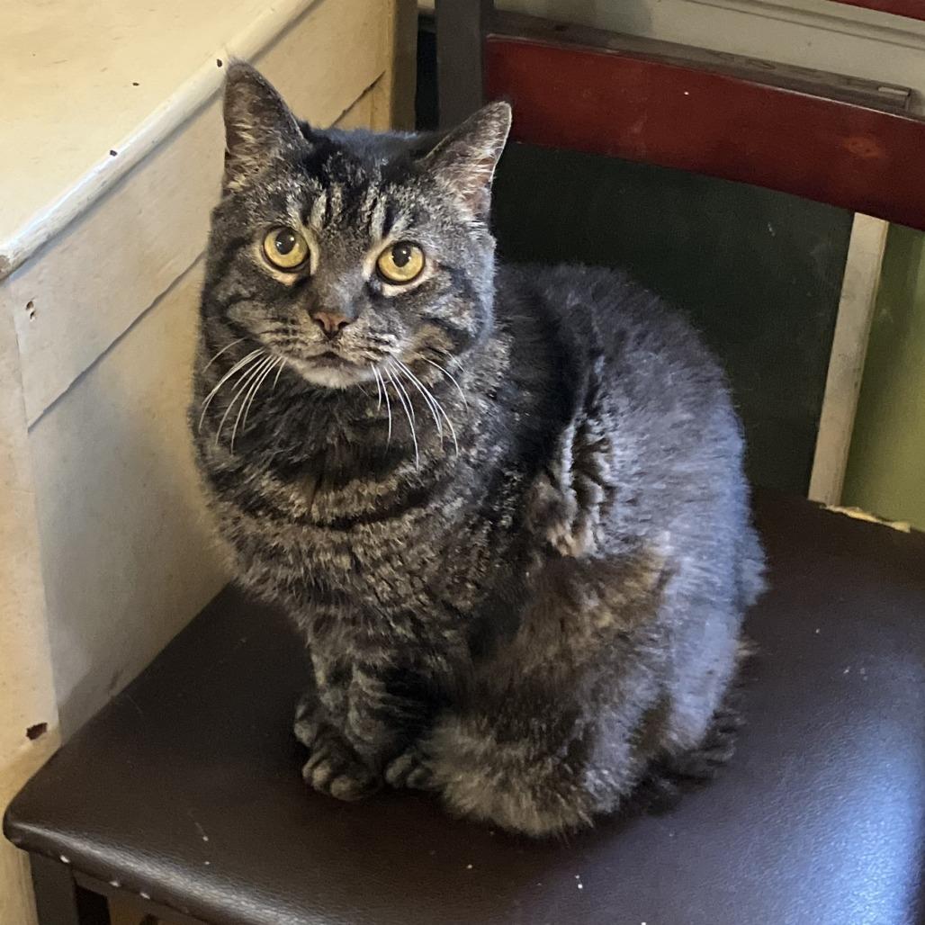 Enlarge Wanda, a Adoptable Domestic Short Hair in Gibsonia, PA image 2/6