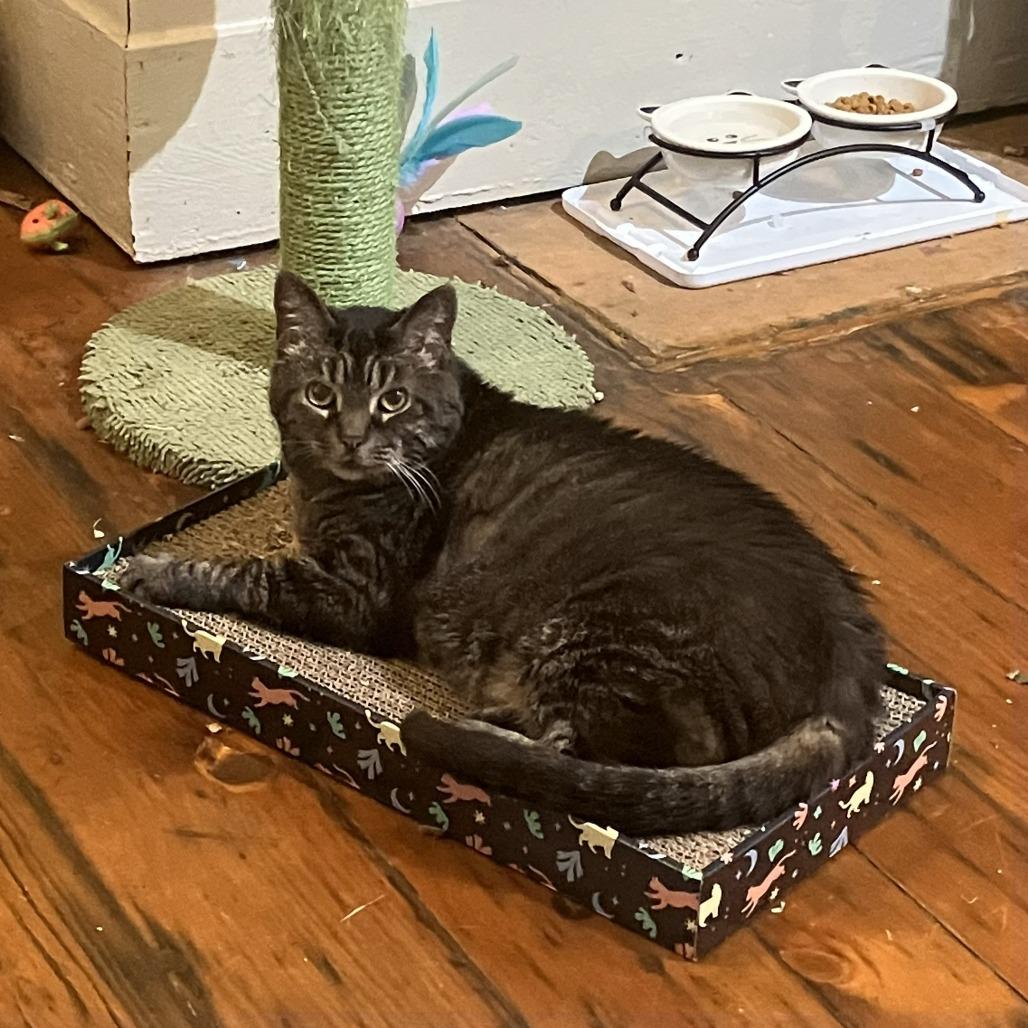 Enlarge Wanda, a Adoptable Domestic Short Hair in Gibsonia, PA image 3/6