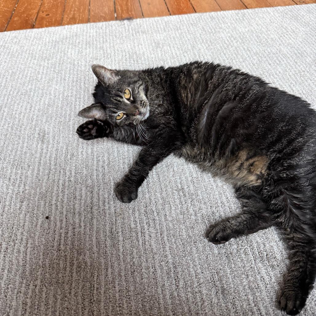 Wanda, Adoptable, Senior Female Domestic Short Hair.