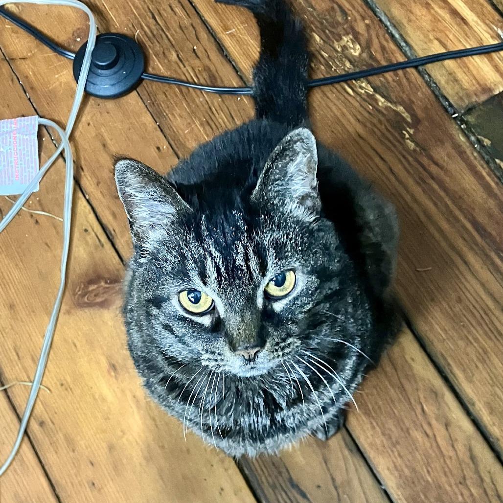 Enlarge Wanda, a Adoptable Domestic Short Hair in Gibsonia, PA image 4/6