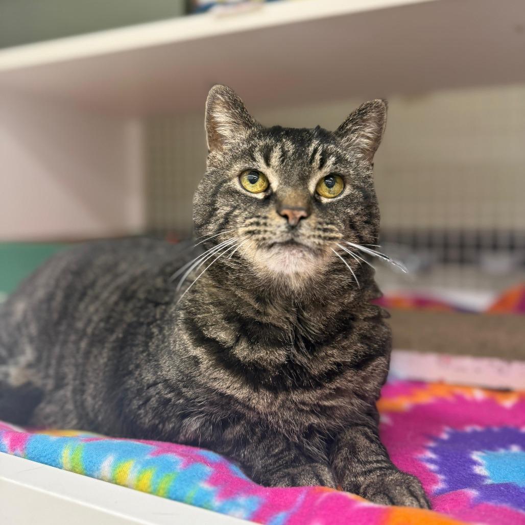 Enlarge Wanda, a Adoptable Domestic Short Hair in Gibsonia, PA image 2/6