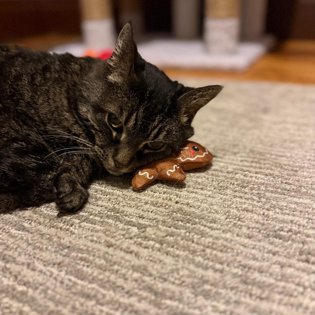 Enlarge Wanda, a Adoptable Domestic Short Hair in Gibsonia, PA image 3/6