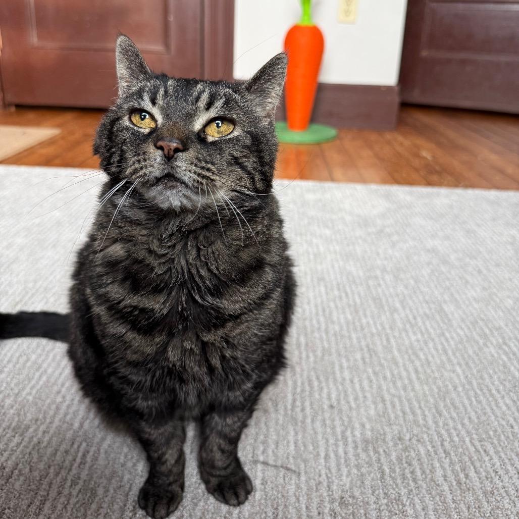 Enlarge Wanda, a Adoptable Domestic Short Hair in Gibsonia, PA image 4/6