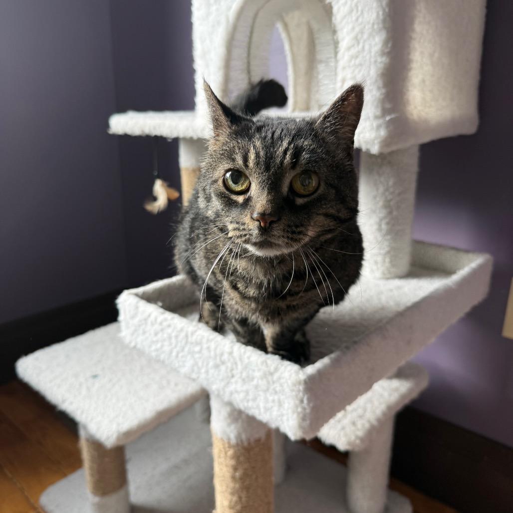 Enlarge Wanda, a Adoptable Domestic Short Hair in Gibsonia, PA image 5/6