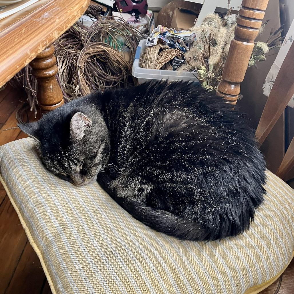 Enlarge Wanda, a Adoptable Domestic Short Hair in Gibsonia, PA image 5/6