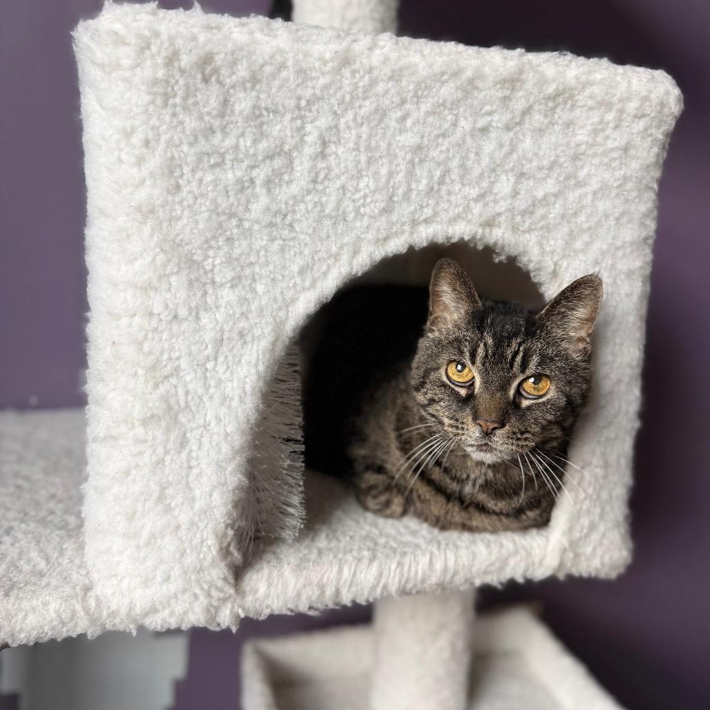 Enlarge Wanda, a Adoptable Domestic Short Hair in Gibsonia, PA image 6/6