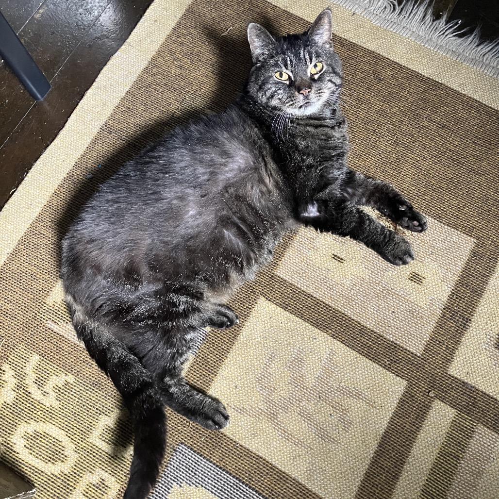 Enlarge Wanda, a Adoptable Domestic Short Hair in Gibsonia, PA image 6/6