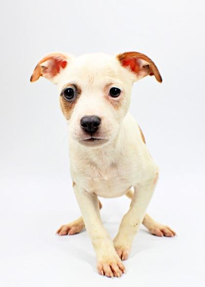 Paloma, Adoptable, Puppy Female American Bulldog & Mixed Breed.