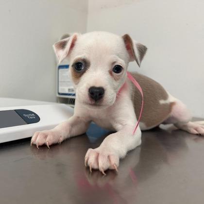 Enlarge Paloma, a Adoptable mixed breed in Morton Grove, IL image 1/1