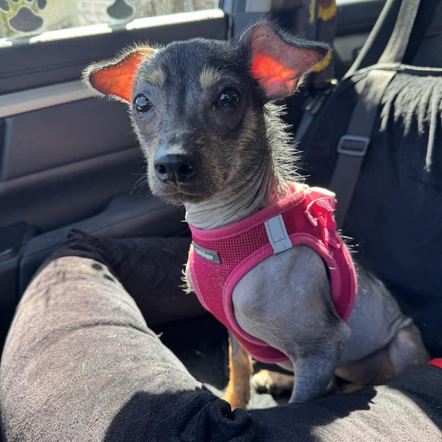 Enlarge Maya, an adopted Xoloitzcuintli / Mexican Hairless in Encinitas, CA image 2/4
