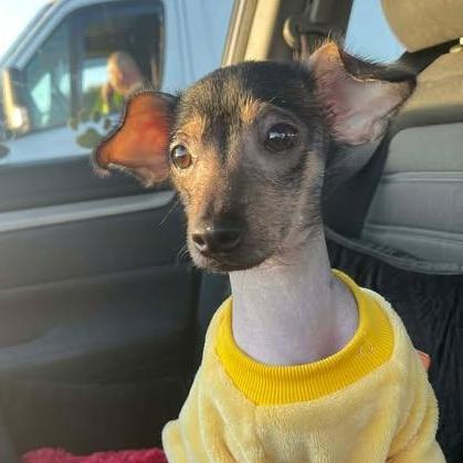 Enlarge Maya, an adopted Xoloitzcuintli / Mexican Hairless in Encinitas, CA image 1/4