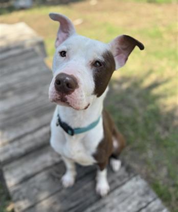 Enlarge BANGLE, a Adoptable Mixed Breed in Jacksonville, FL image 1/1