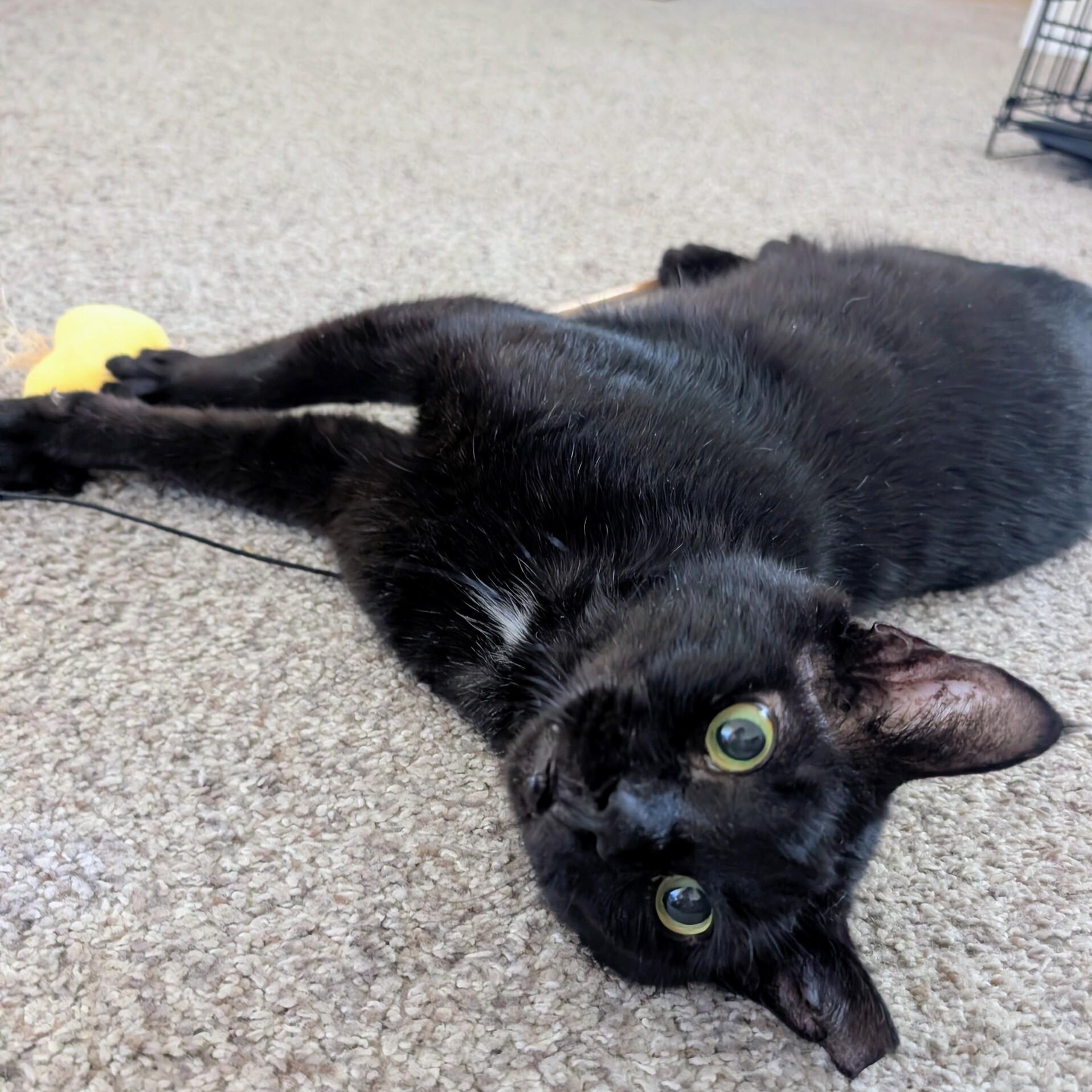 Papa, an adopted Domestic Short Hair in Denver, CO image 5/6