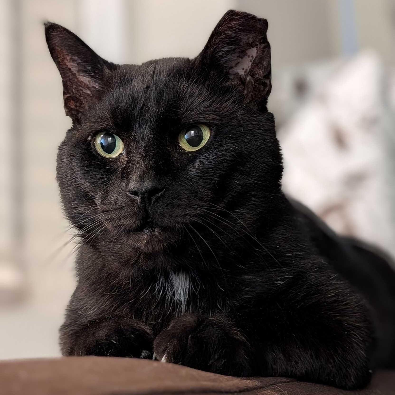 Papa, an adopted Domestic Short Hair in Denver, CO image 1/6